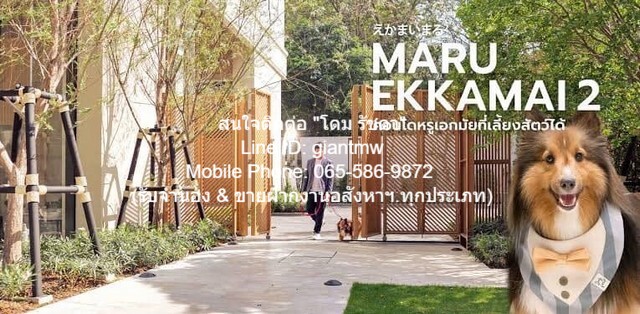 คอนโด. Maru EKKAMAI 2 12500000 BAHT.  55ตารางเมตร ไม่ไกลจาก BTS เอกมัย NEW!